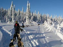 Nordeuropa, Finnland: Huskywoche mit Grönlandhuskys - Mit dem Hundeschlitten durch die verschneite Winterlandschaft Finnisch-Lapplands